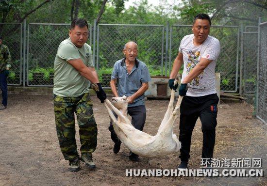 唐山新动物园最新动态，未来生态乐园展望