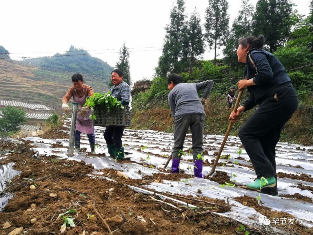 纳雍县百兴镇最新动态概览